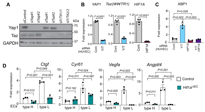 Figure 5—figure supplement 1.