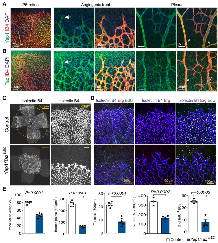 Figure 3—figure supplement 2.