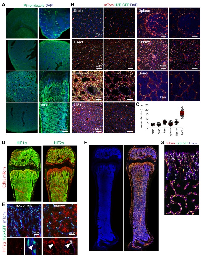 Figure 1—figure supplement 1.