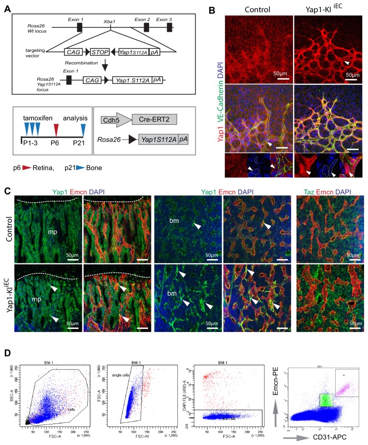 Figure 2—figure supplement 2.