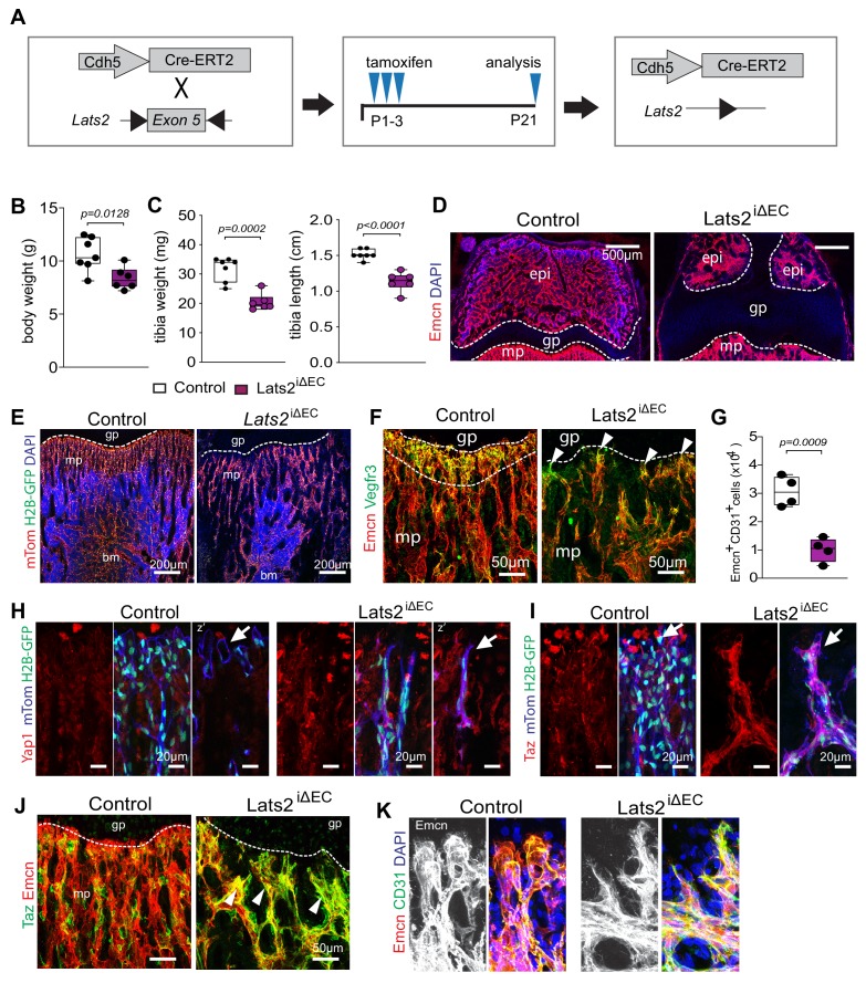 Figure 3—figure supplement 1.