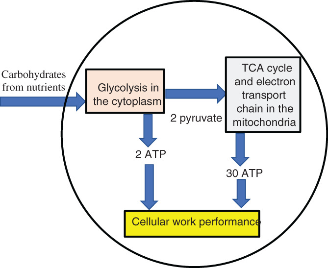 FIGURE 3