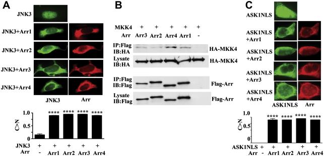 Fig. 9