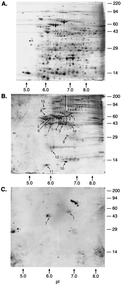 FIG. 1