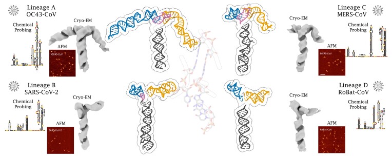 Graphical Abstract