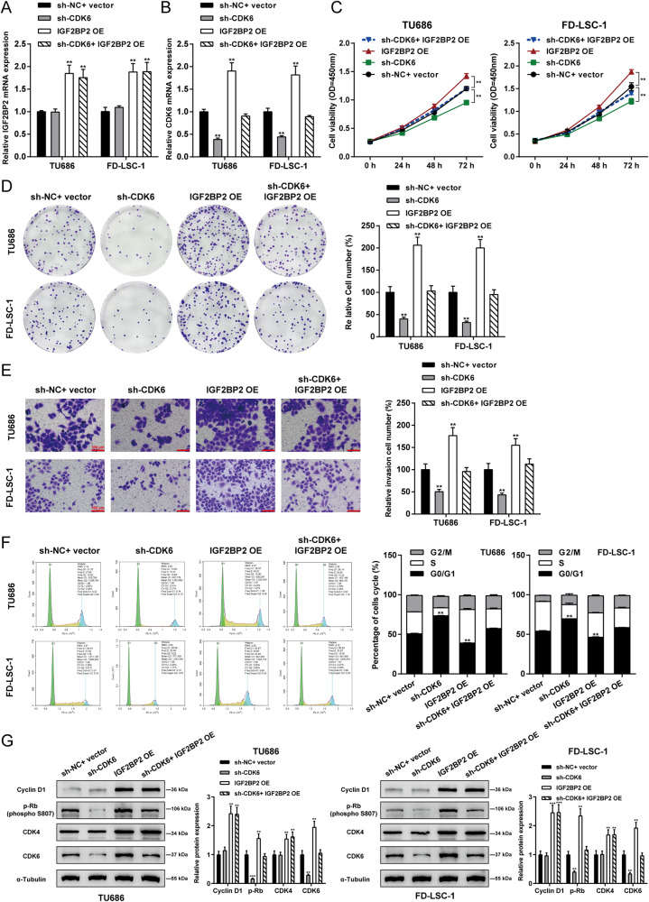 IGF2BP2 acts as a m6A modification regulator in laryngeal squamous cell ...