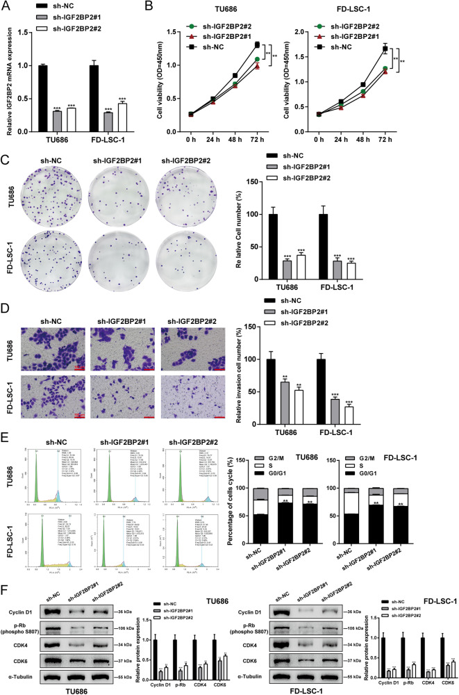 IGF2BP2 acts as a m6A modification regulator in laryngeal squamous cell ...