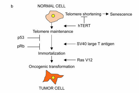 Figure 1b