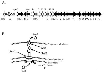 FIG. 1.