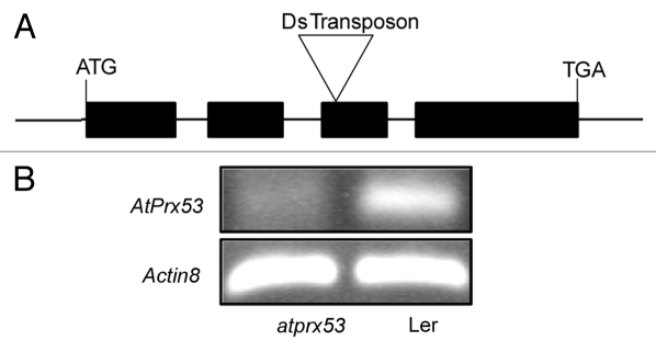 Figure 2.