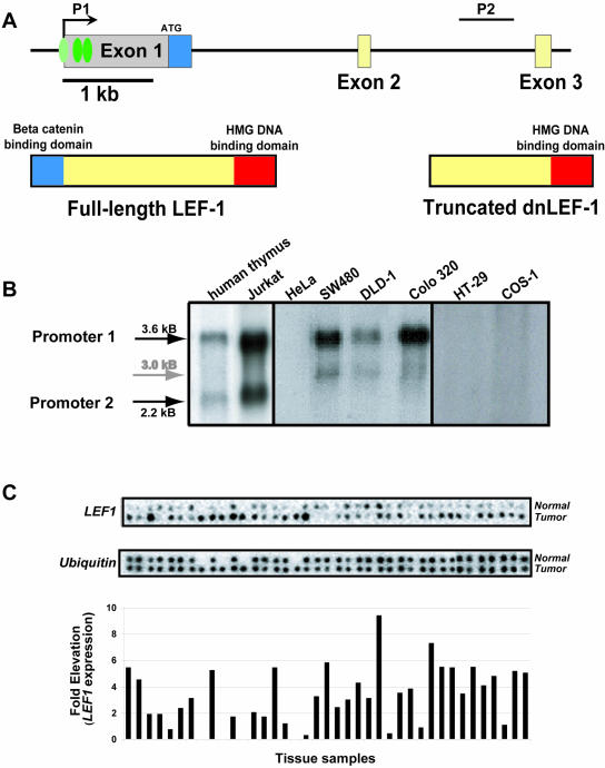 FIG. 1.