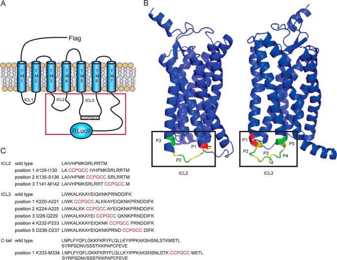 FIGURE 1.