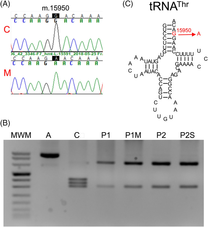 FIGURE 1