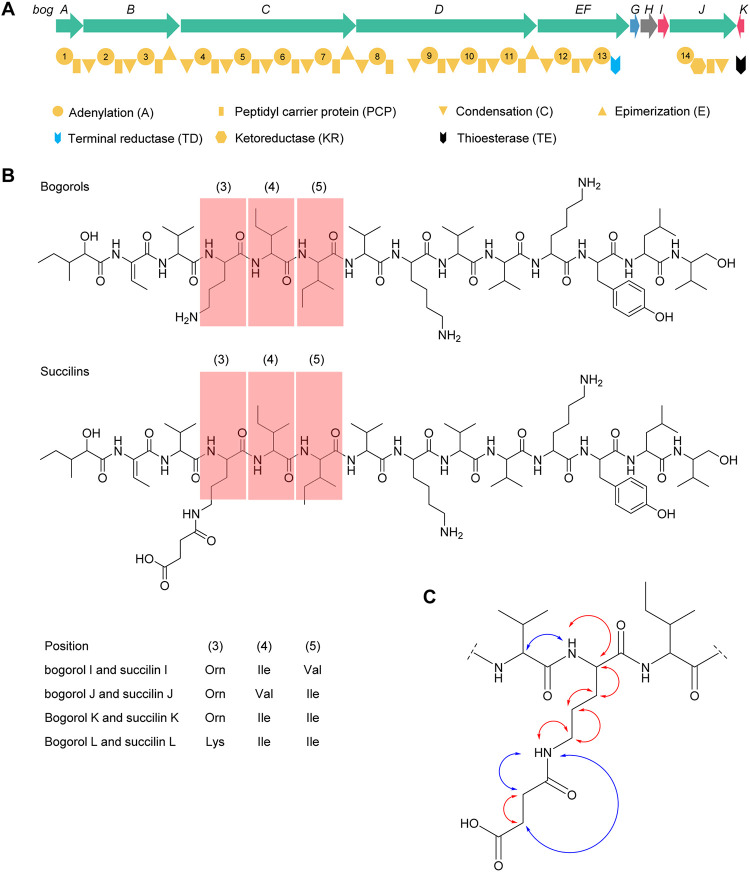 FIG 1