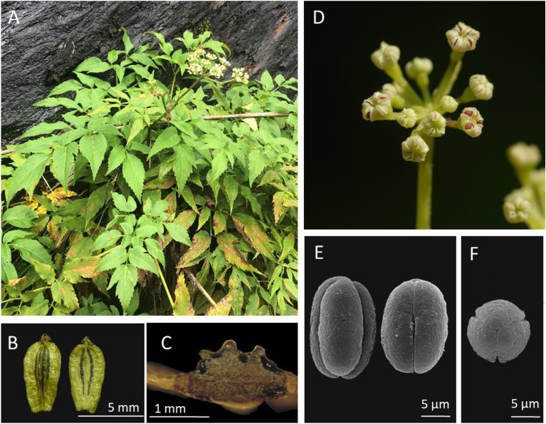 Fig. 7