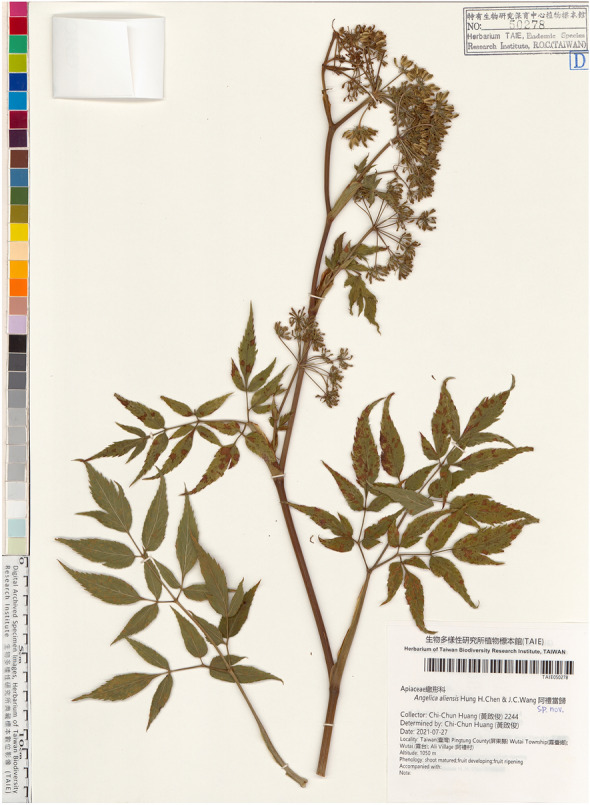 Fig. 6