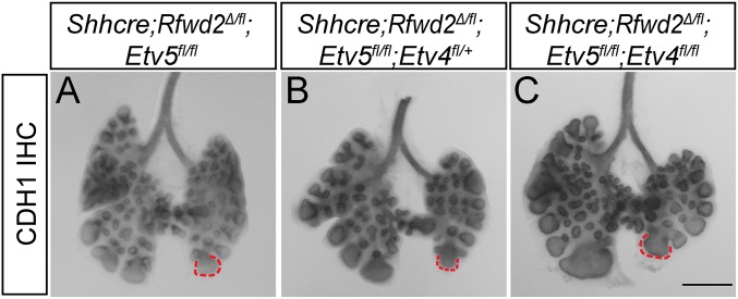 Fig. S5.