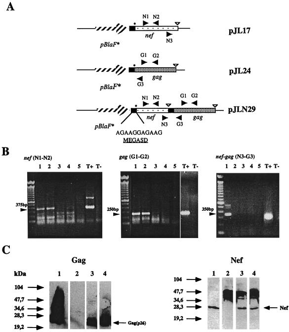 FIG. 1.