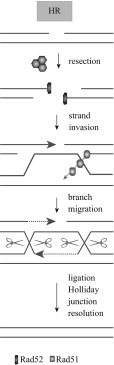 Fig. 5