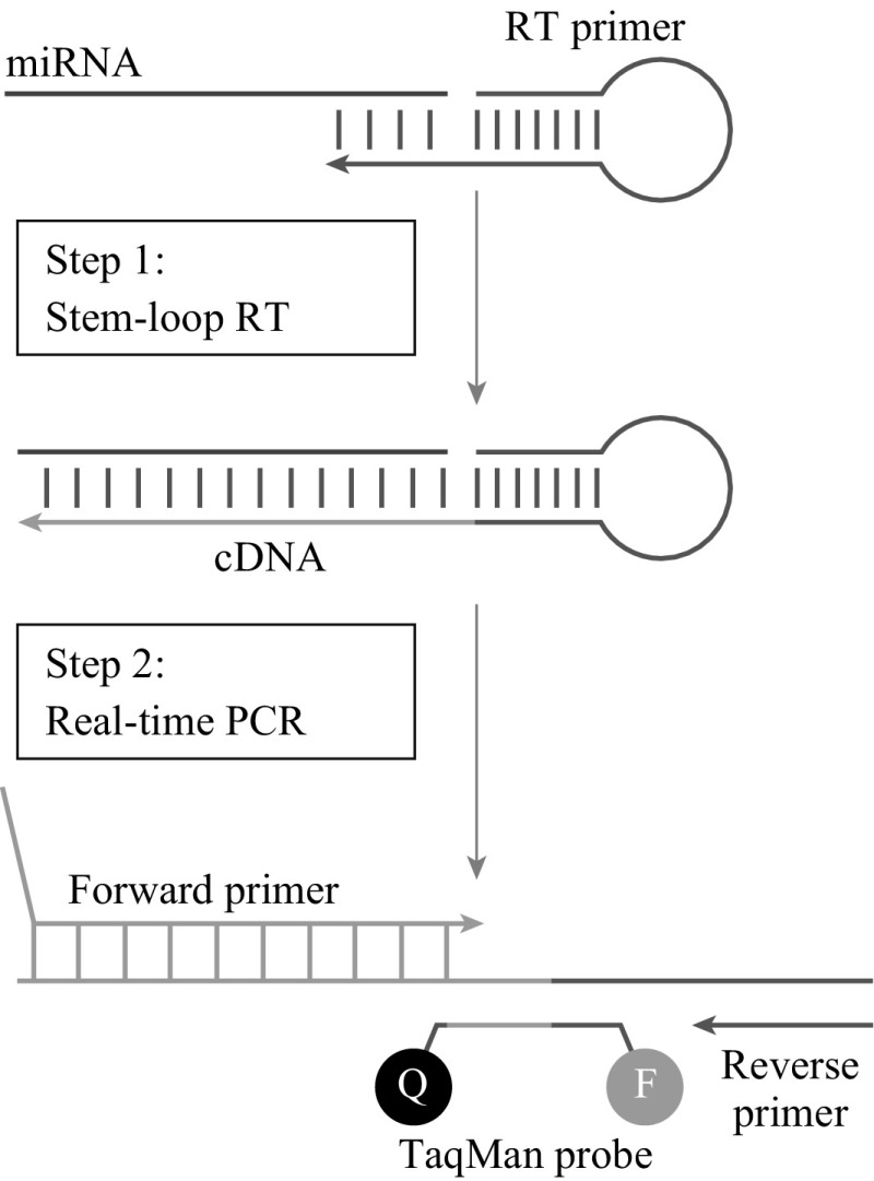 Fig. 6