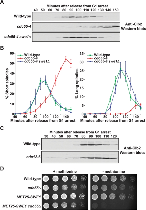 FIGURE 4: