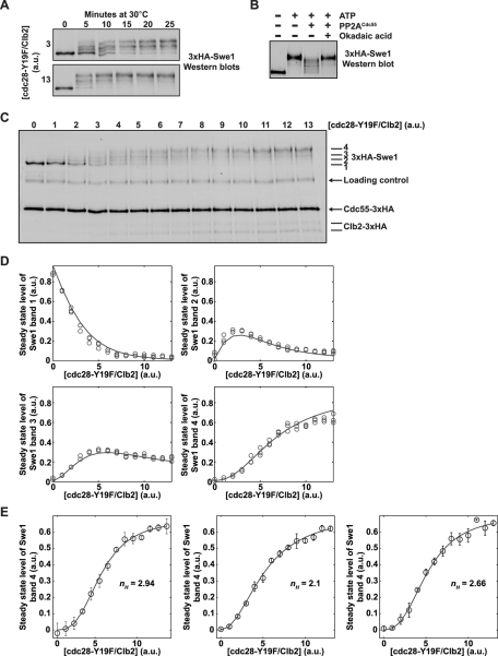 FIGURE 5: