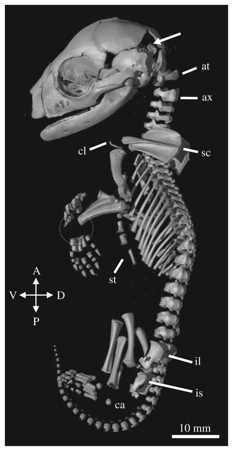 Figure 5.