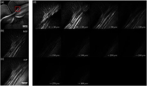 Fig. 7