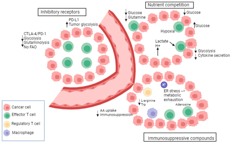 Metabolic Profiling To Assess Response To Targeted And Immune Therapy 