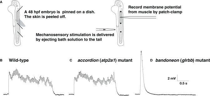 Figure 2