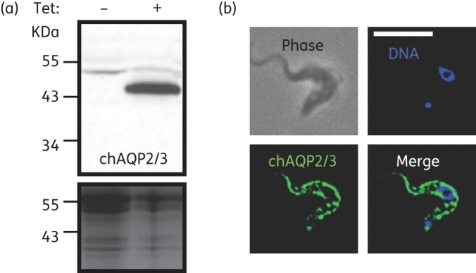 Figure 3.