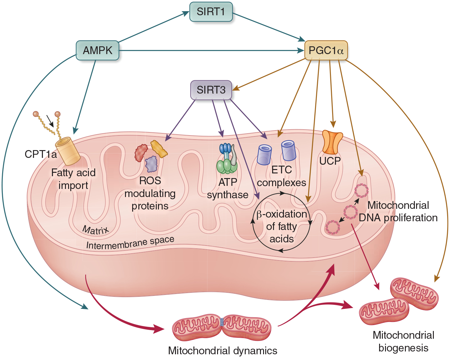 Figure 2: