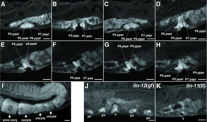 Fig 3.