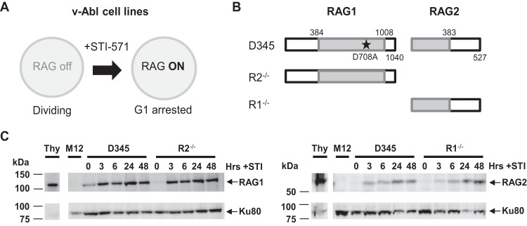 FIG 2