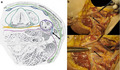 graphic file with name JOA-237-197-g012.jpg