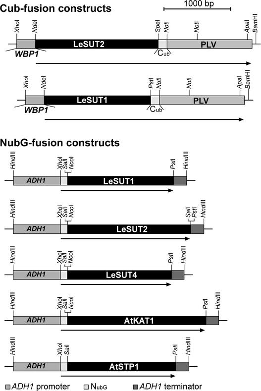 Figure 3.