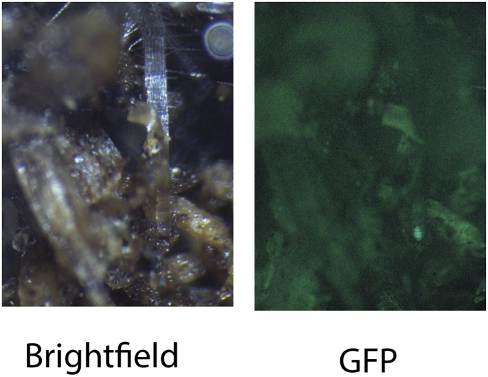 Figure 1—figure supplement 3.