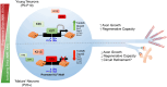 Figure 9 -