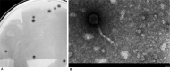 FIG 1