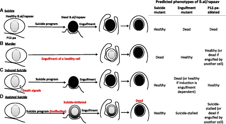 Fig. 8