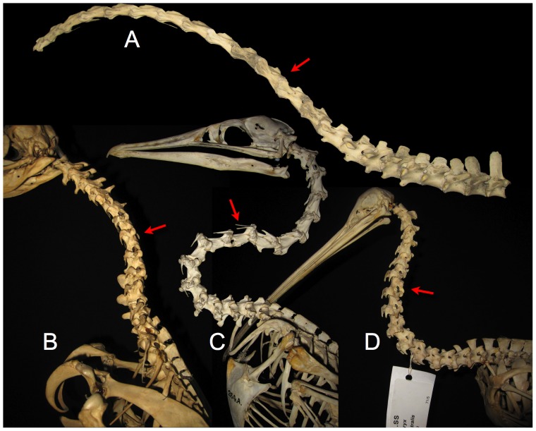 Figure 13