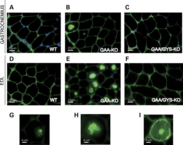 Figure 4.