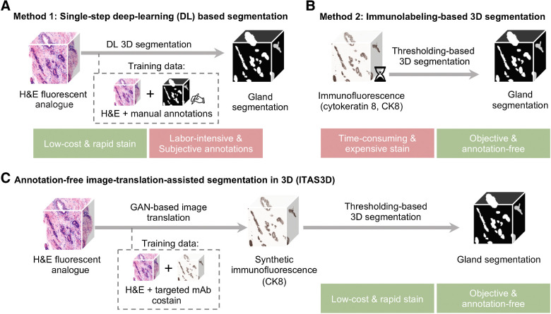 Figure 1. General methods for 3D gland segmentation. A, A single-step DL segmentation model can be trained with imaging datasets of tissues labeled with a fluorescent analogue of H&E paired with manually annotated ground-truth segmentation masks. While H&E analogue staining is low-cost and rapid, manual annotations are labor-intensive (especially in 3D) and based on subjective human judgements. B, By immunolabeling a tissue microstructure with high specificity, 3D segmentations can be achieved with traditional CV methods without the need for manual annotations. While this is an objective segmentation method based on a chemical biomarker, immunolabeling large intact specimens is expensive and time-consuming due to the slow diffusion of antibodies in thick tissues. C, With ITAS3D, H&E-analogue datasets are computationally transformed in appearance to mimic immunofluorescence datasets, which enables the synthetically labeled tissue structures to be segmented with traditional CV methods. The image-sequence translation model is trained with a GAN based on paired H&E-analogue and immunofluorescence datasets. ITAS3D is rapid and low-cost (in terms of staining) as well as annotation-free and objective (i.e., biomarker-based).