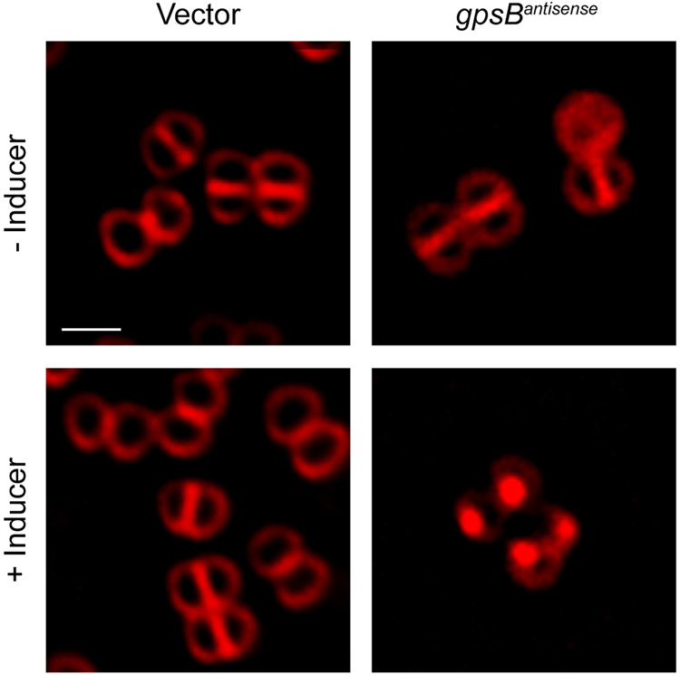 Figure 1: