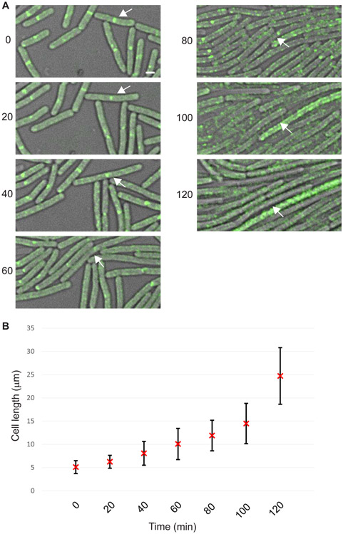 Figure 2: