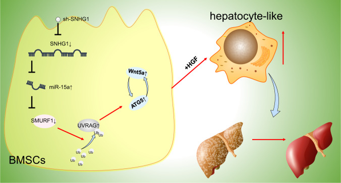 Fig. 10