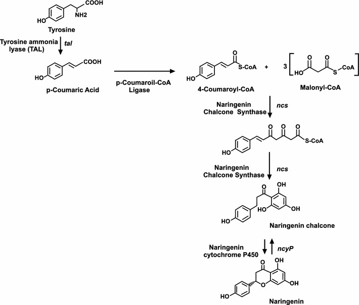 Fig. 1