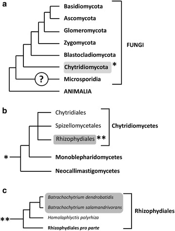 Fig. 1