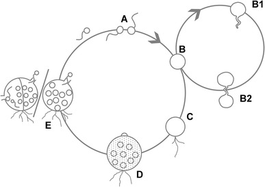 Fig. 3