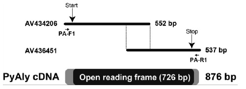 Fig. (1)